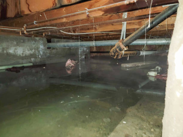 Best Water damage restoration near me  in Wood Dale, IL