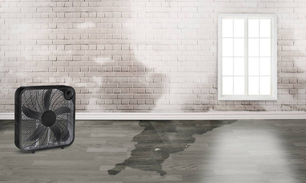 Best Basement water damage restoration  in Wood Dale, IL